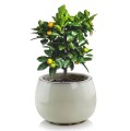 Donica ogrodowa ceramiczna Ø47, kremowa - Polnix