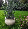 Donica ceramiczna niska z rantem Ø38, kremowa - Polnix