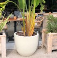 Doniczka ceramiczna z podstawką Ø32, kremowa - Polnix