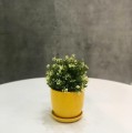 Doniczka ceramiczna z podstawką Ø20, żółta - Polnix