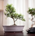 Doniczka do bonsai 32x24, kremowa - Polnix