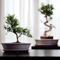 Doniczka do bonsai 40x30, kremowa - Polnix