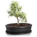Doniczka do bonsai 19x13, czarna mat - Polnix