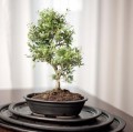 Doniczka do bonsai 40x30, czarna mat - Polnix