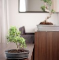 Doniczka do bonsai 40x30, czarna mat - Polnix