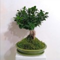 Doniczka do bonsai 19x13, zielona - Polnix