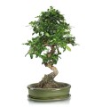 Doniczka do bonsai 32x24, zielona - Polnix
