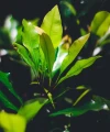 Clove essential oil 10 ml - Vera Nord