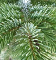 Olejek pichtowy 10 ml olejek eteryczny VERA NORD