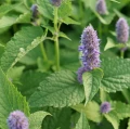 Peppermint essential oil 10 ml - Vera Nord