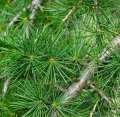 Cedar essential oil 10 ml - Vera Nord