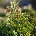 Cypress essential oil 10 ml - Vera Nord