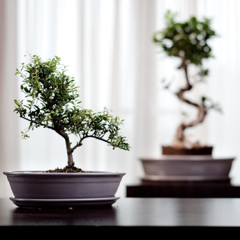 doniczka bonsai, natural home decor