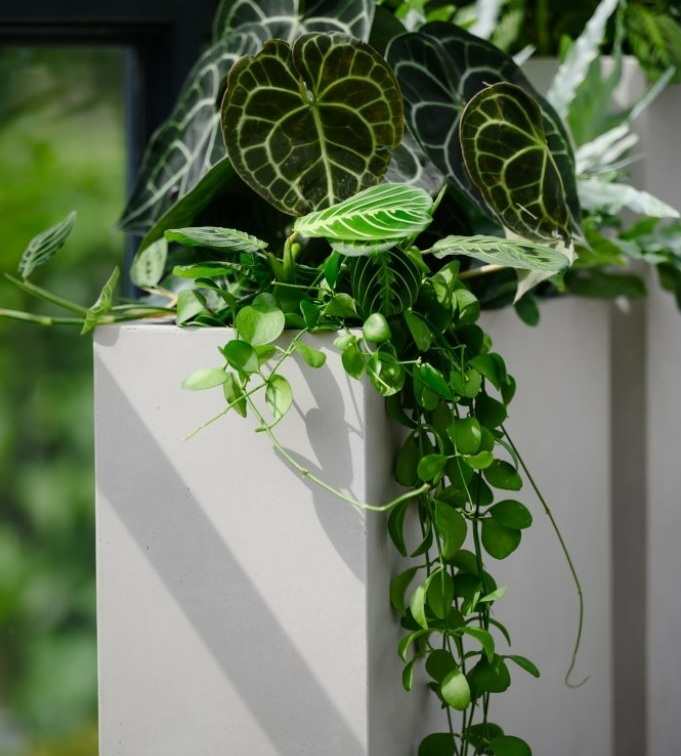 donica polnix, natural home decor